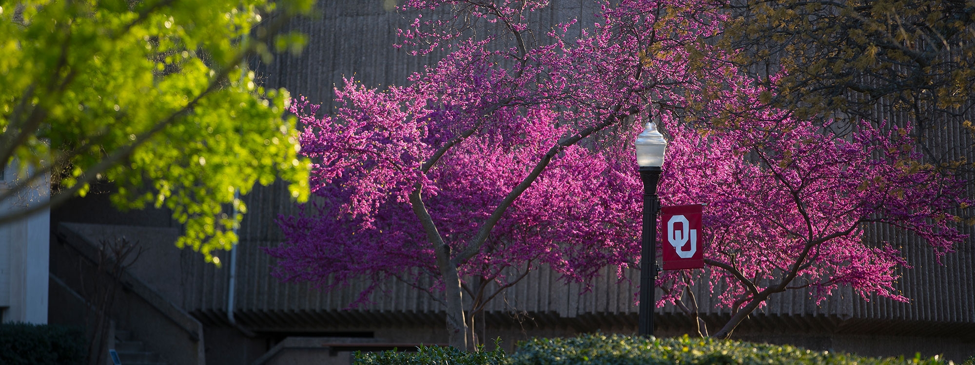 Redbud trees in bloom with  OU lamppost. 