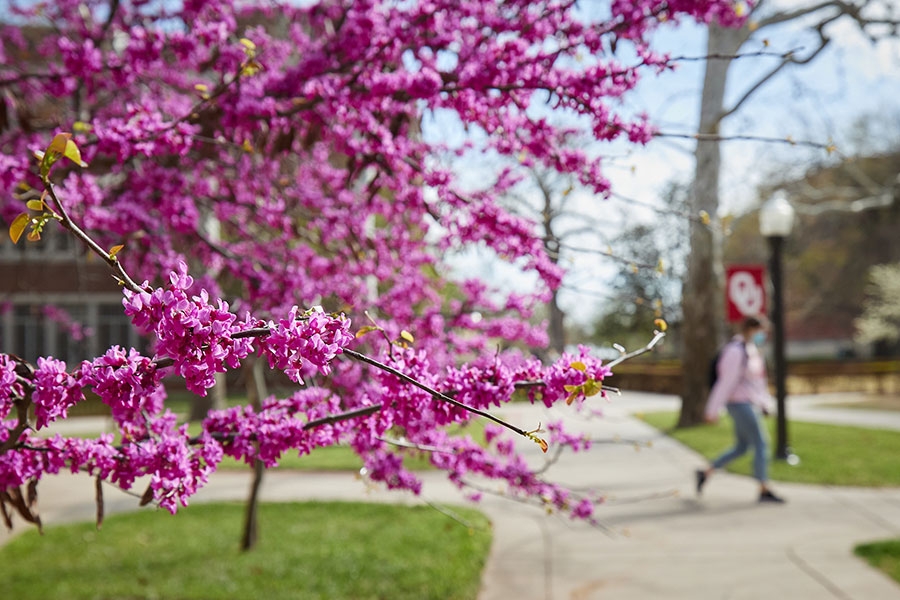 A redbud tree blooms along the sidewalks of campus. 