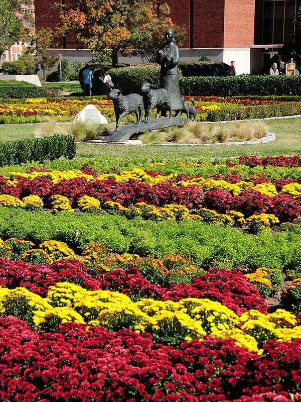 A view of the Homeward Bound bronze statue with fall mums in bloom in reds, yellows, and bright green foliage.
