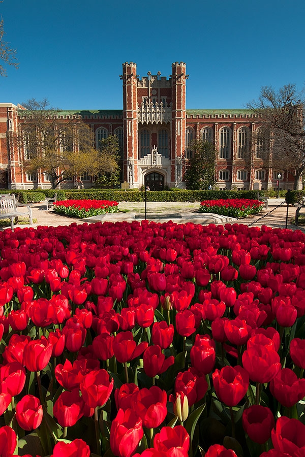 The front of Bizzell library framed by red tulips. 