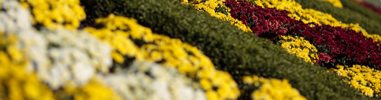 Red, yellow, and white mums on the University of Oklahoma Norman campus.