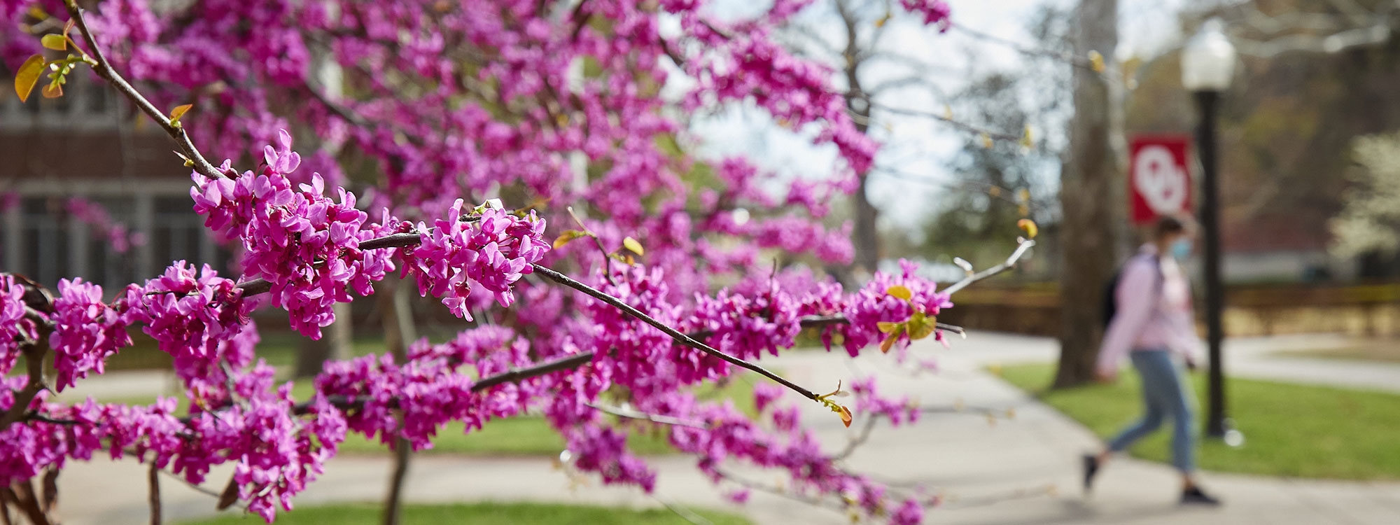 A redbud in bloom on the OU Norman campus.