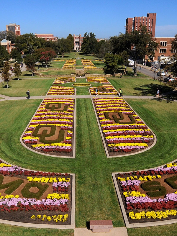 Campus mums on the South Oval of OU's campus.