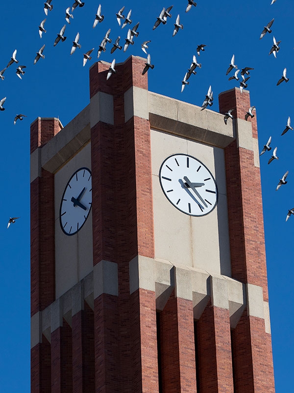 Clock tower with birds flying by