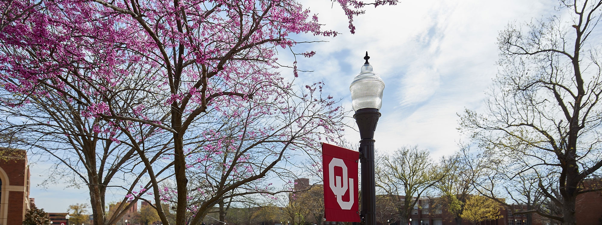 Redbud trees blossoming in spring and a lamppost with an OU flag.