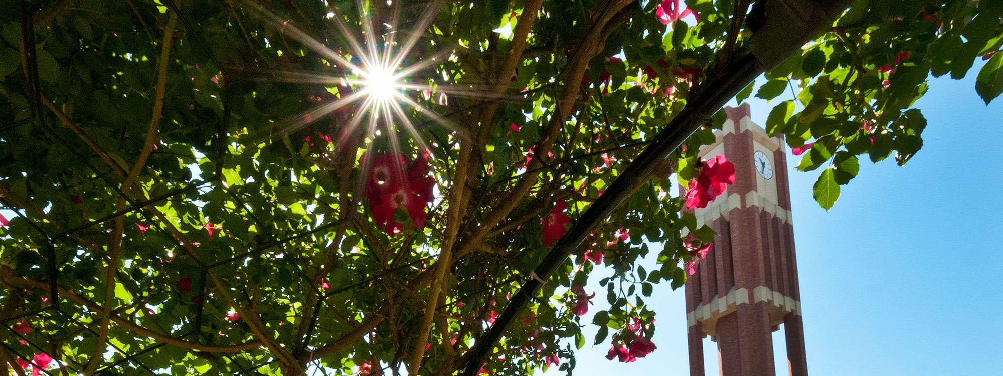 The sun shining through trees and flowers, with the Bizzell Clock Tower in the background.