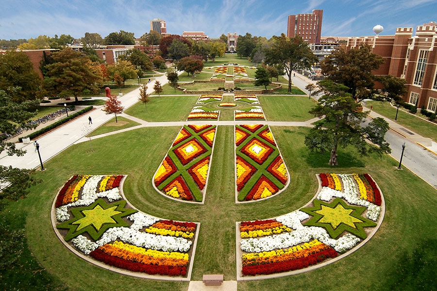 Mums blooming on the University of Oklahoma campus.