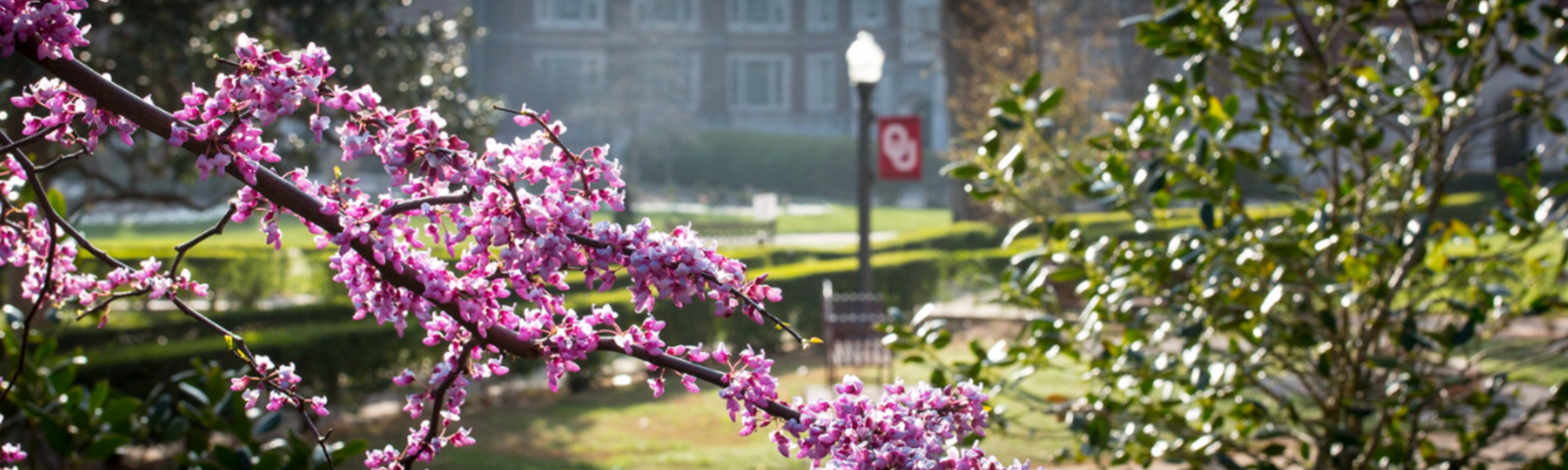 OU Campus in the spring