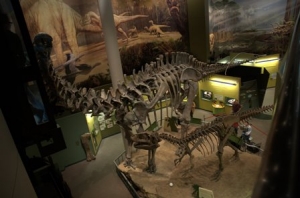  juvenile Apatosaurus at Sam Noble Museum of Natural History