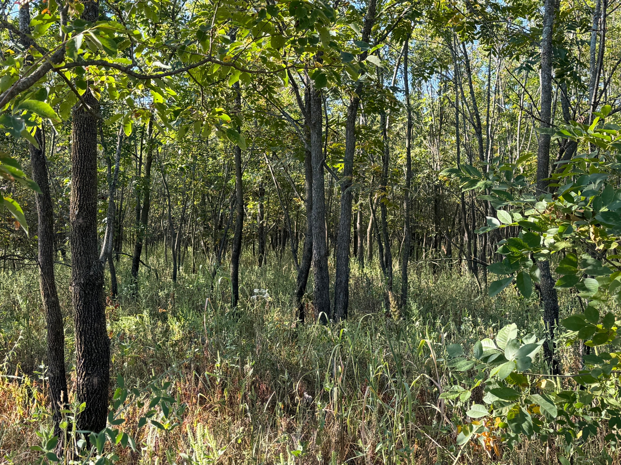 Nitu Adhikari (left) and Nethmi Wickrama Gunarathne (right) taking GPS coordinates and tagging trees.