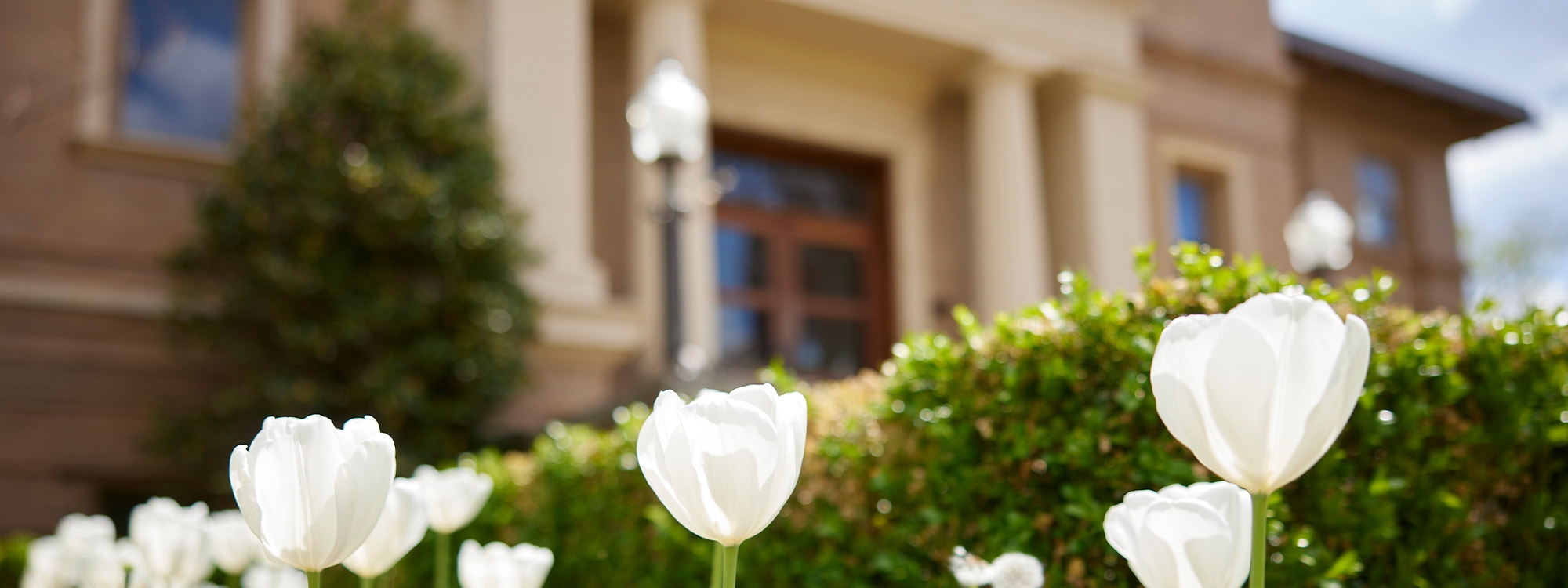 White tulips in the foreground, with the Carnegie Building in the background.