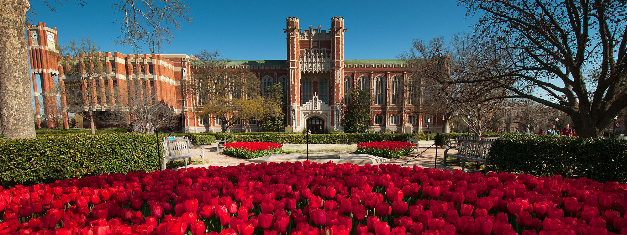 Bizzell Memorial Library, with red tulips in the foreground.