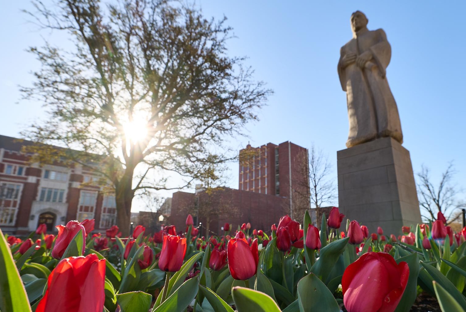 Statue on campus with beds of red tulips. 