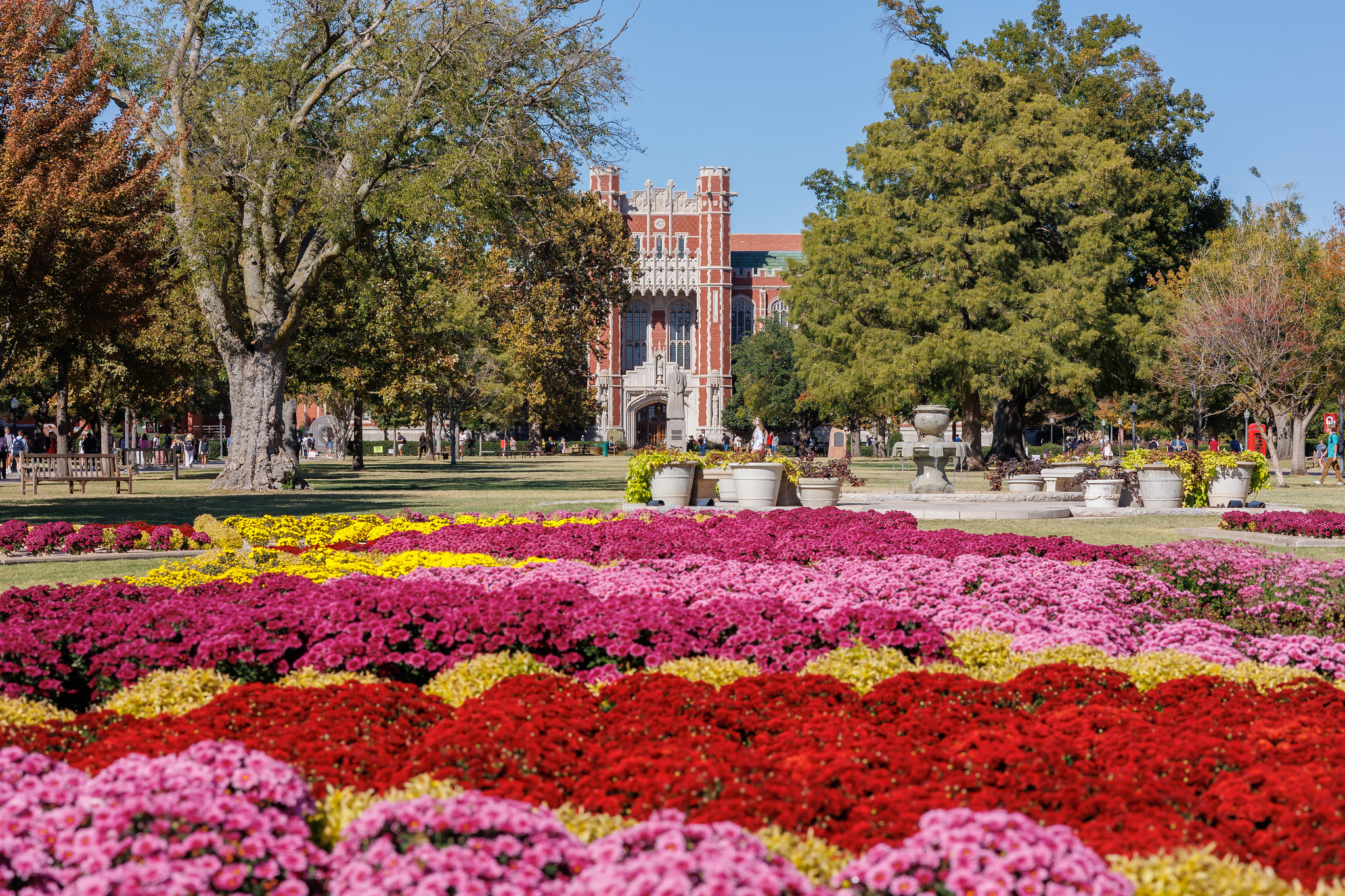 Mums on South Oval