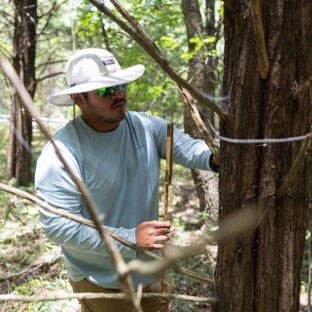 A student performing conservation work on a tree in a forest.