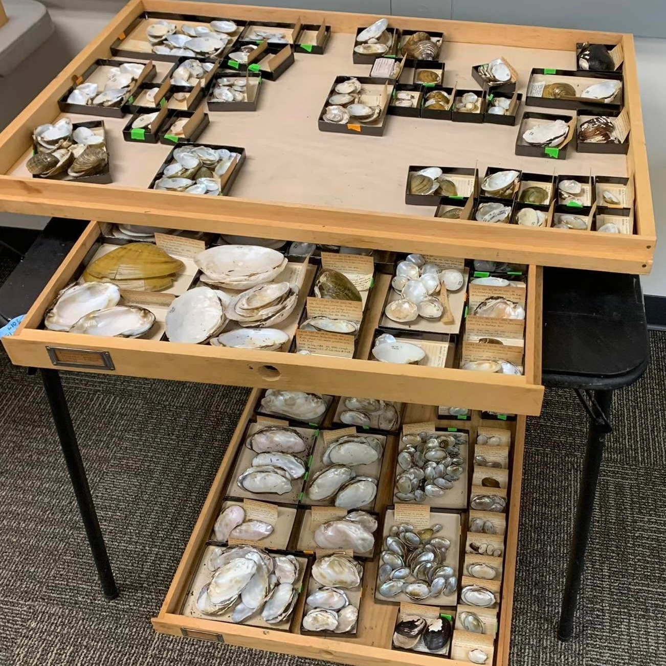 Desk with open drawers full of mussel shells