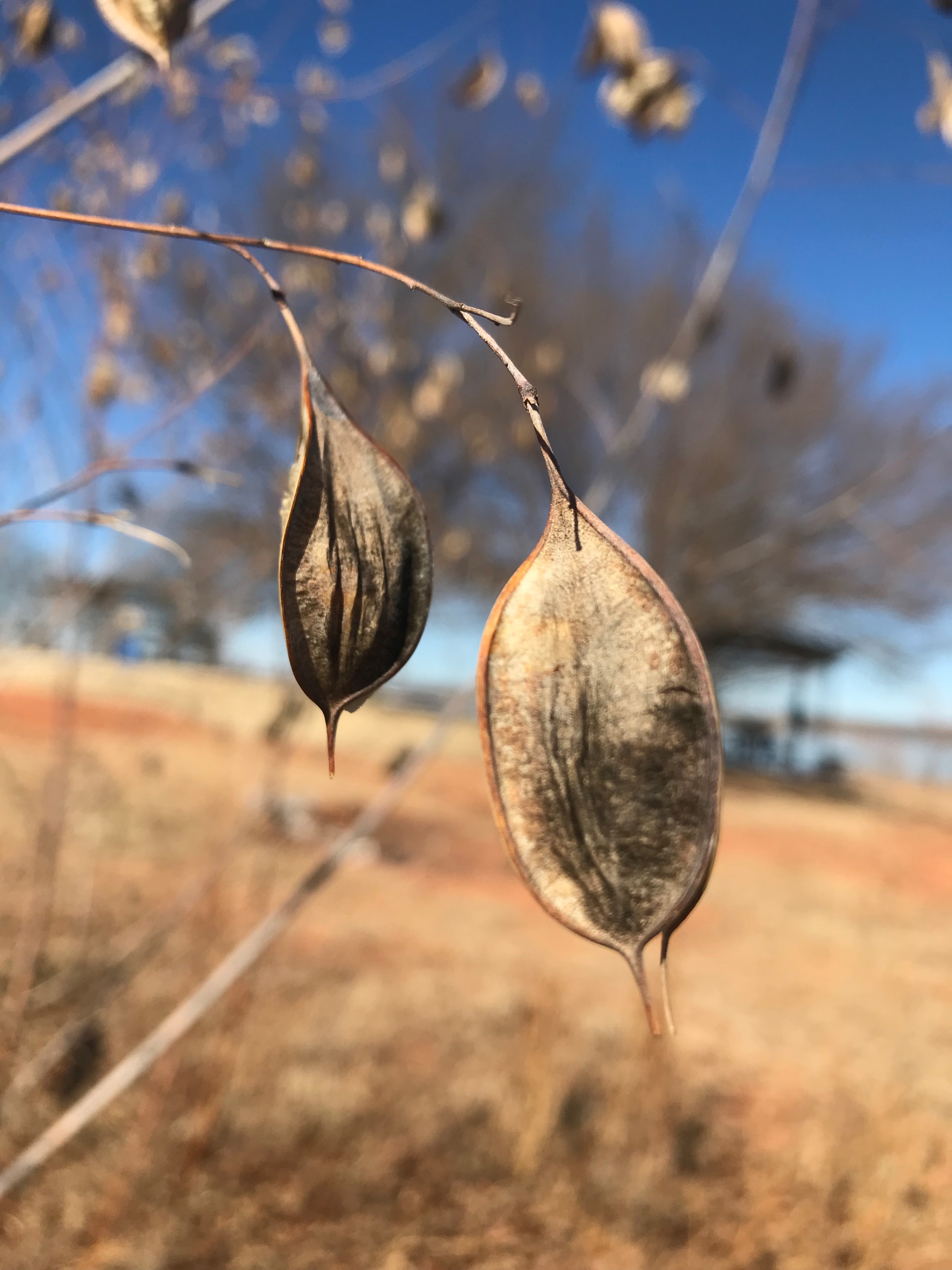Dry seed pod