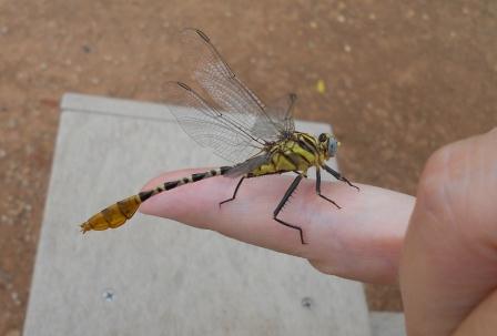 Dragonfly on a finger