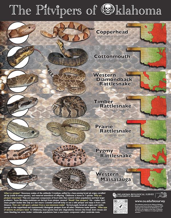 Thumbnail of Pitviper Poster