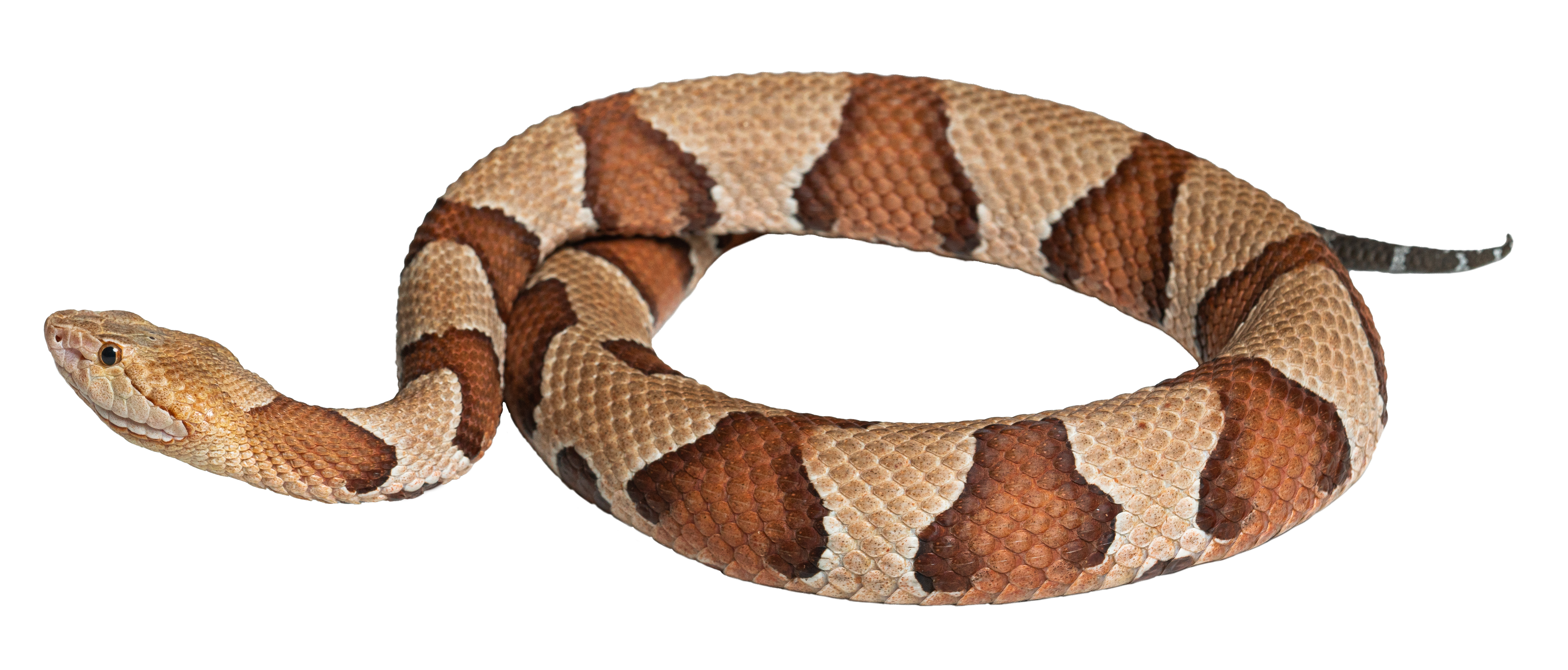 Copperhead