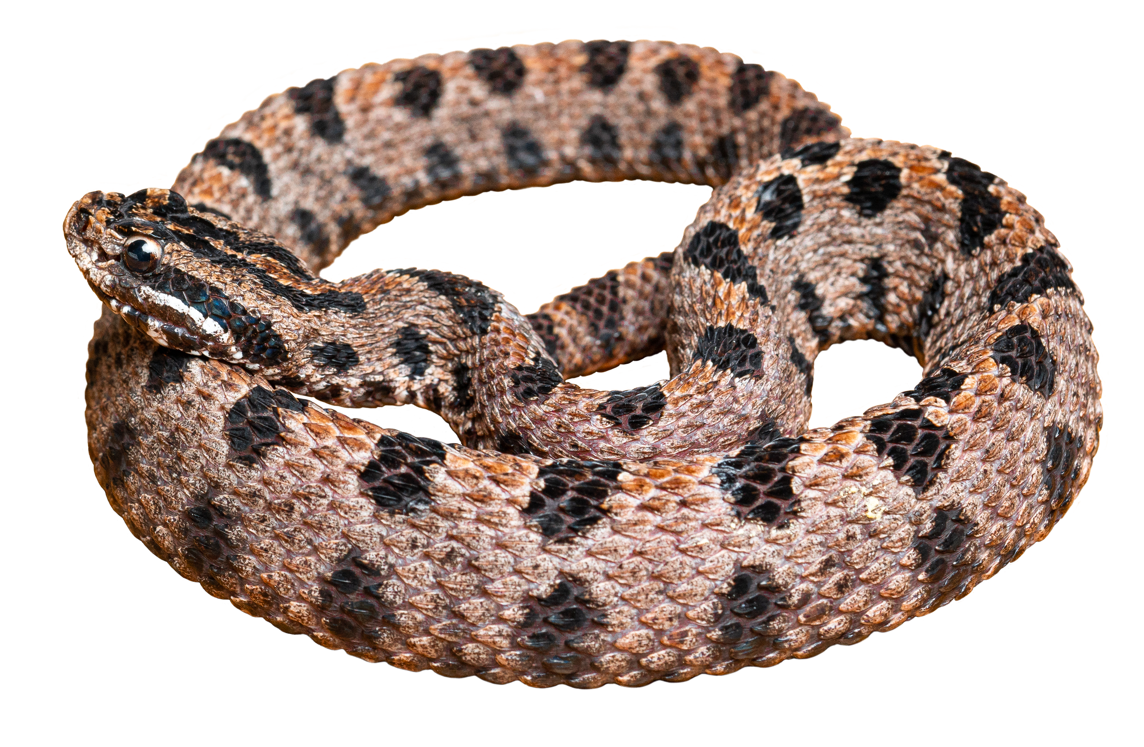 Pygmy Rattlesnake