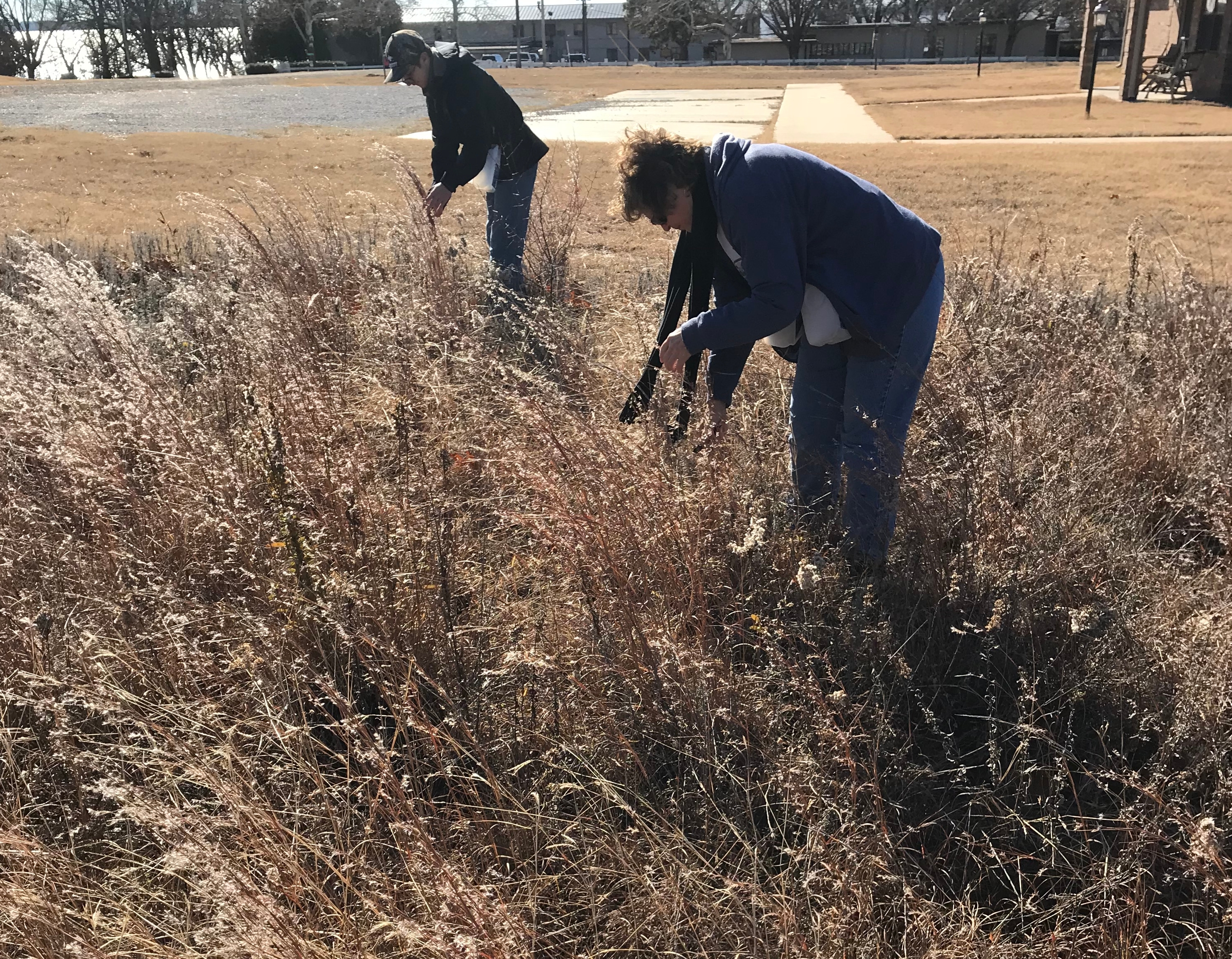 Two people collecting seeds in a remnant prairie patch in the fall