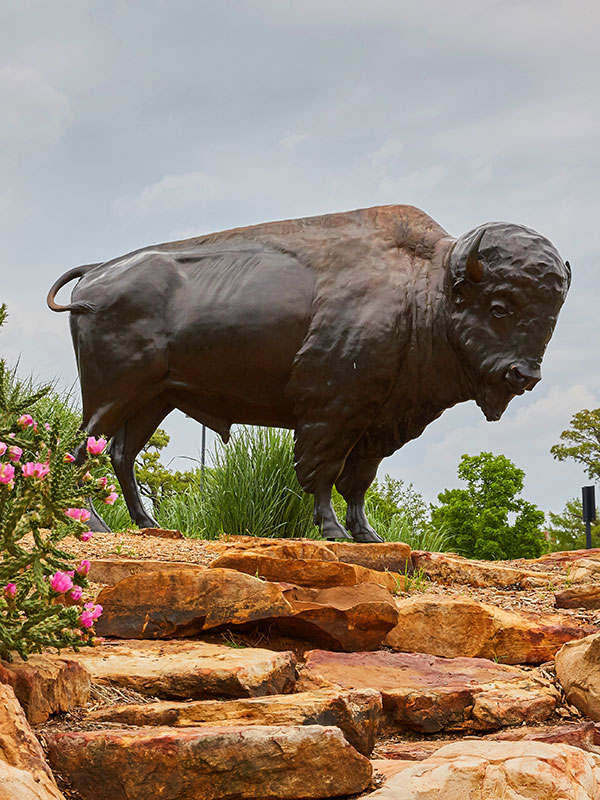 Buffalo on rocks with flowers blooming