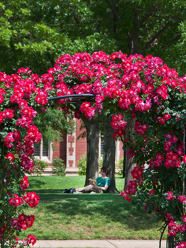 Student sitting under tree as viewed from flowered archway