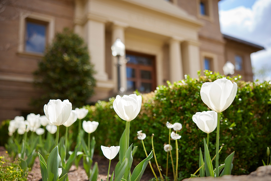 White tulips in front of the Carnegie Building.