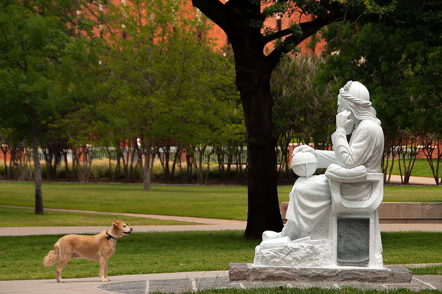 Dog looking at statue