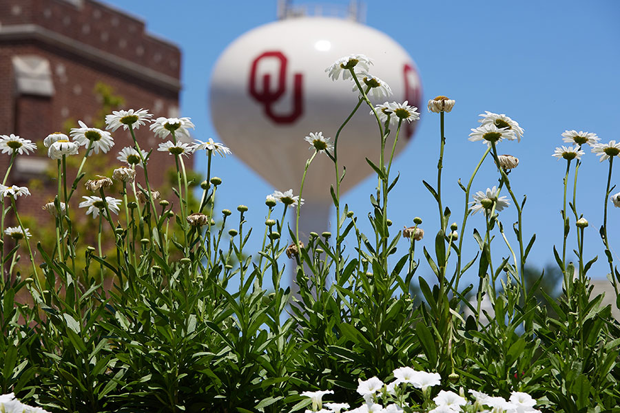 The O U water tower with white flowers in the foreground.