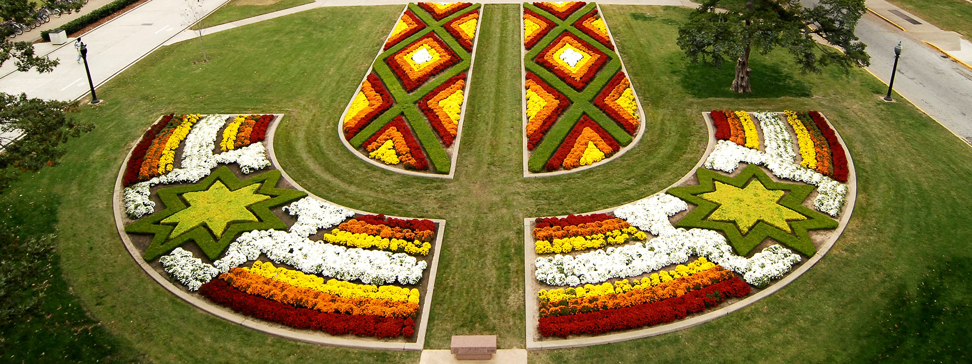 Mums in a variety of colors on the University of Oklahoma Norman campus.