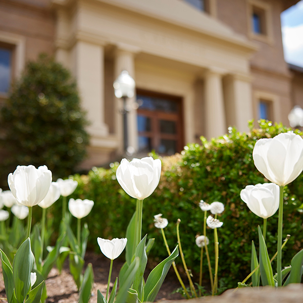 carnegie building with tulips