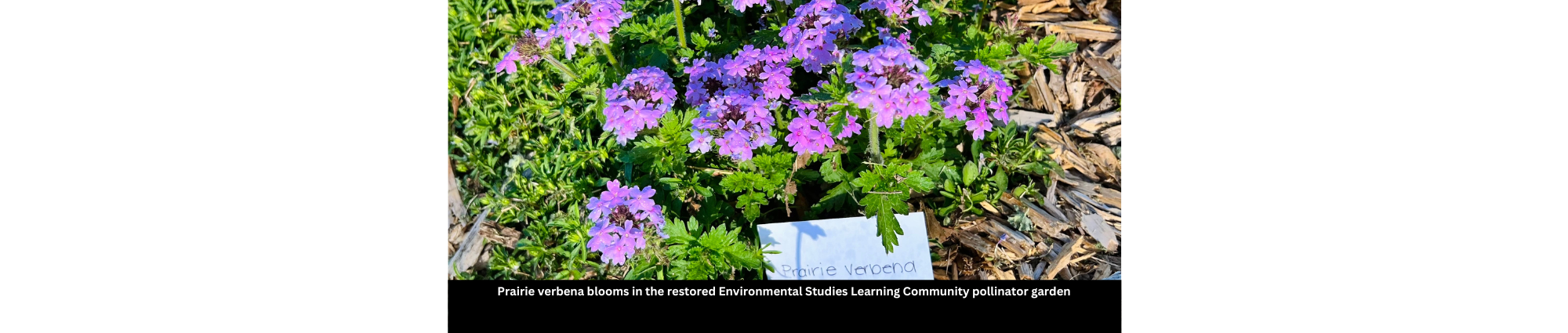 Prairie verbena blooms in the Environmental Studies pollinator garden
