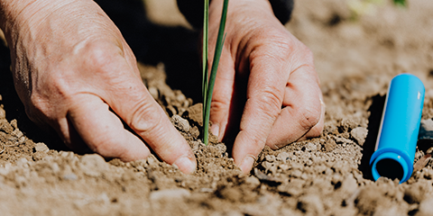 hands planting a plant