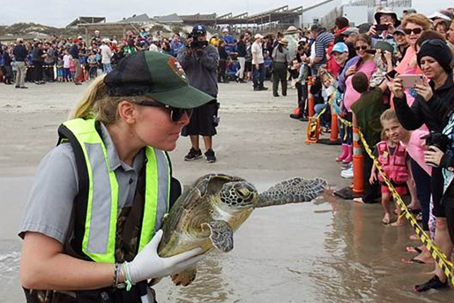 A park ranger carries a sea turtle to the Gulf of Mexico near the visitor center of Padre Island National Seashore near Corpus Christi, Texas, as part of a cold-stunning release event.