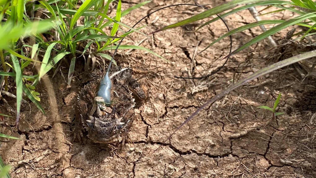 A horned frog on dried dirt wearing a recording device.