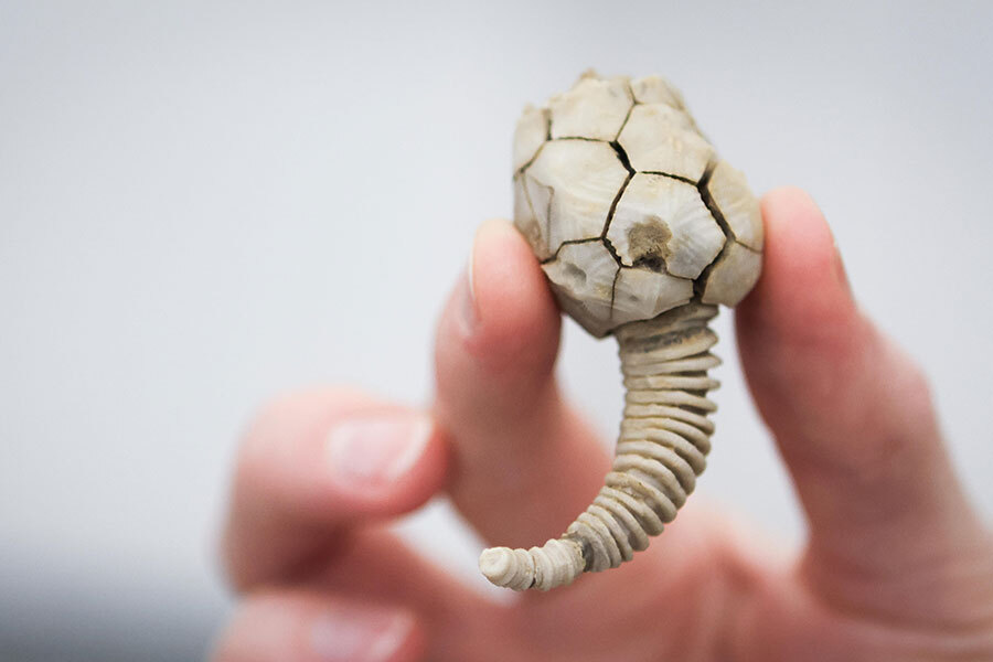 photo of a fossil specimen surveyed and catalogued by Colby Higdon.