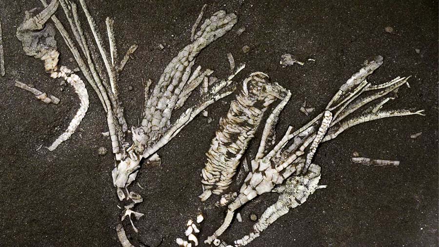 Image of a dendrocrinus simcoensis - crinoid soft tissue fossil.