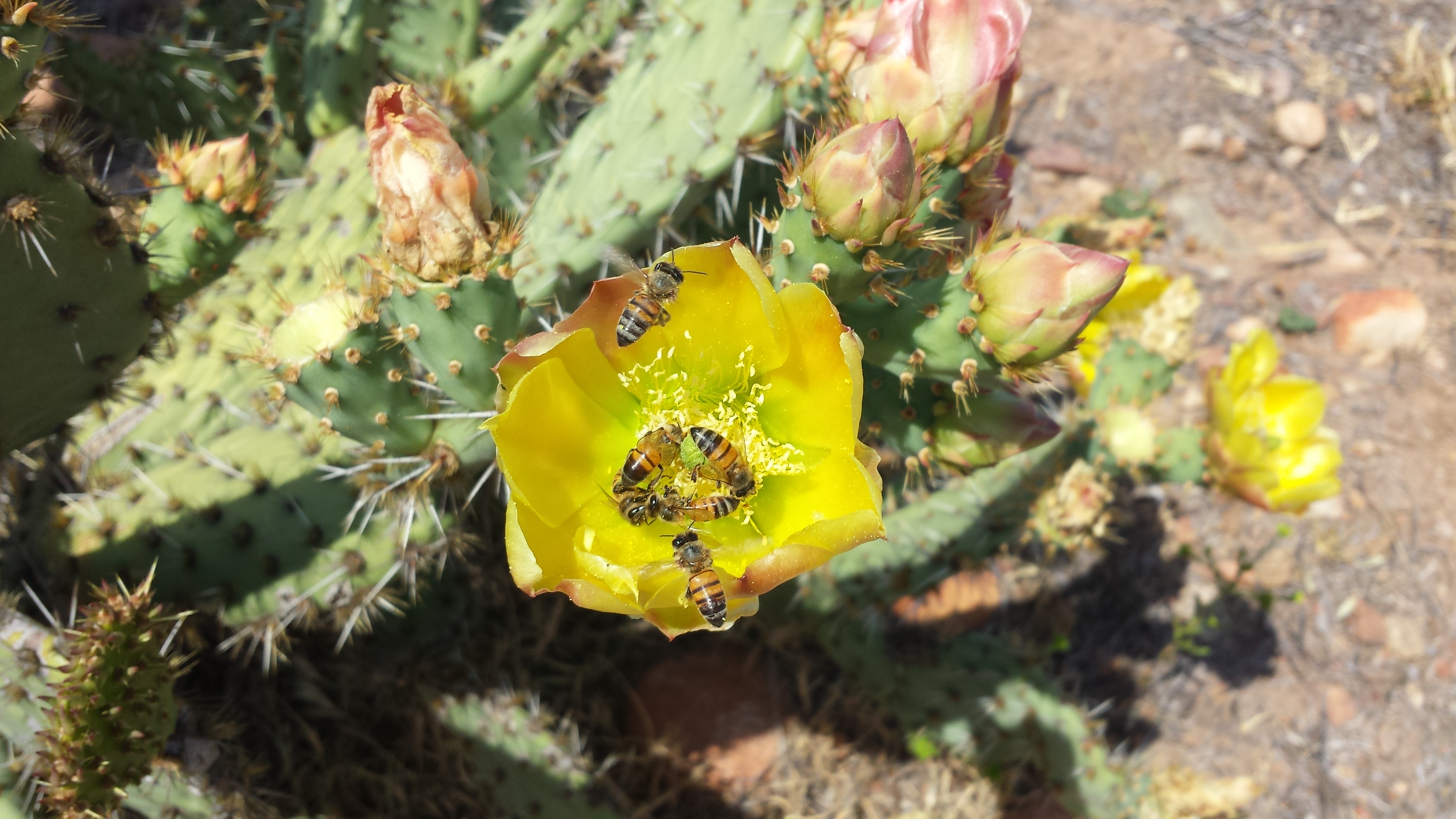 Cactus flowering covered in Honey bees
