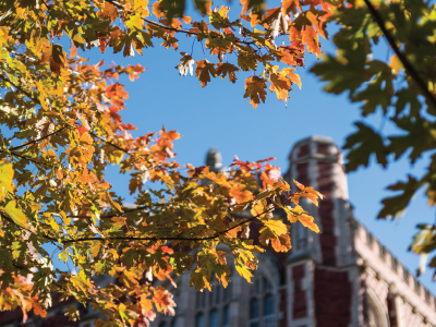 Leaves on campus