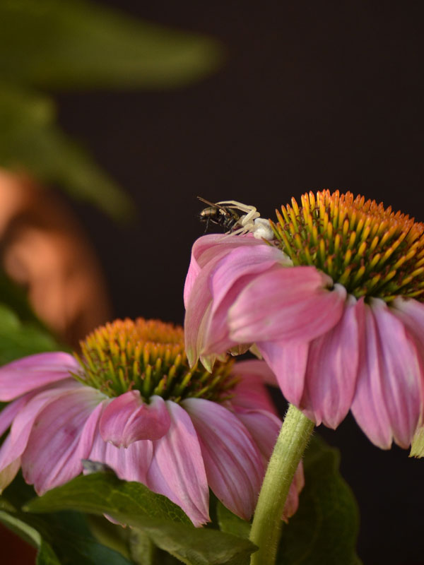 A bee enjoying a lunch of nectar on a purple coneflower.