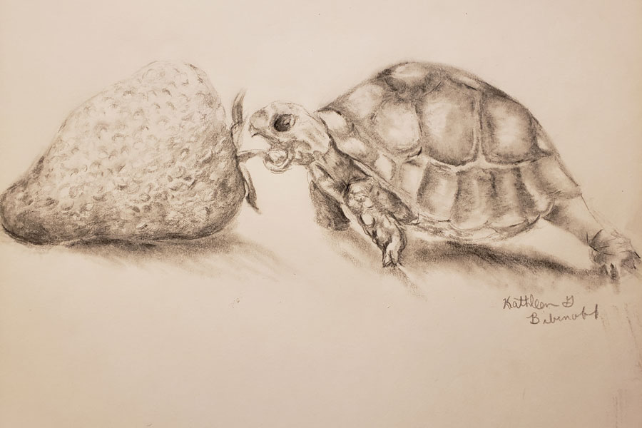 A black and white pencil drawing of a small turtle chopping down on a large strawberry.