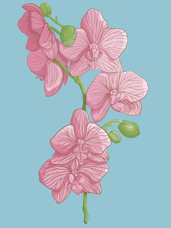 Pale pink delicate orchids drawn on a light blue background.