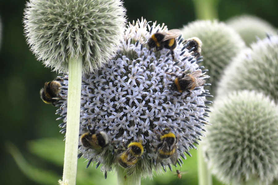 A closeup view of bees gathering pollen on a spikey white flower ball.