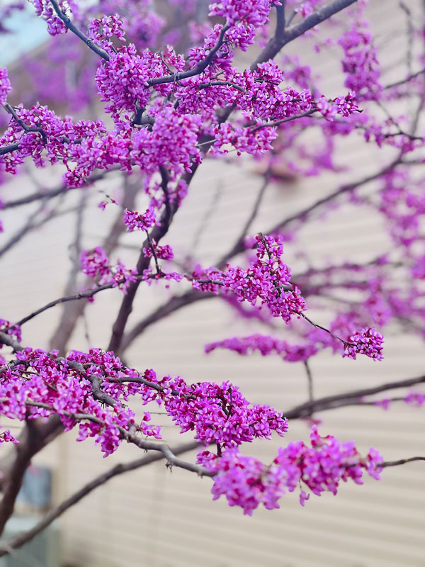 A vibrant pink redbud tree in bloom.