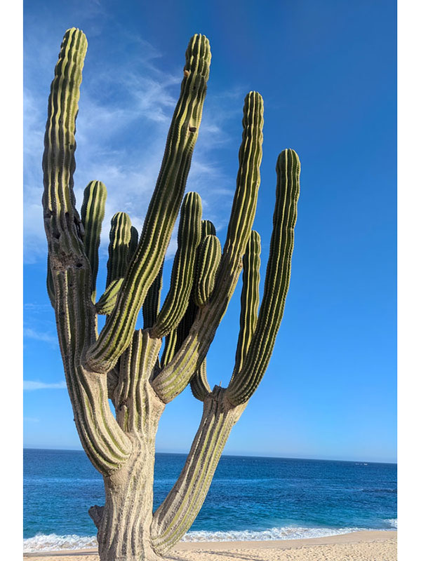 A spikey cactus framed by a blue ocean and clear blue sky.