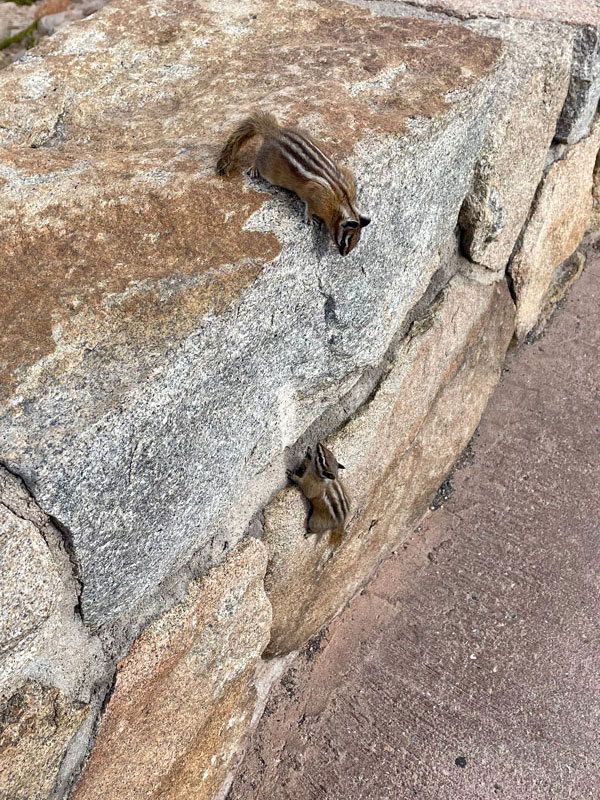 Two chimpmunks playing peekaboo on a rocky wall.