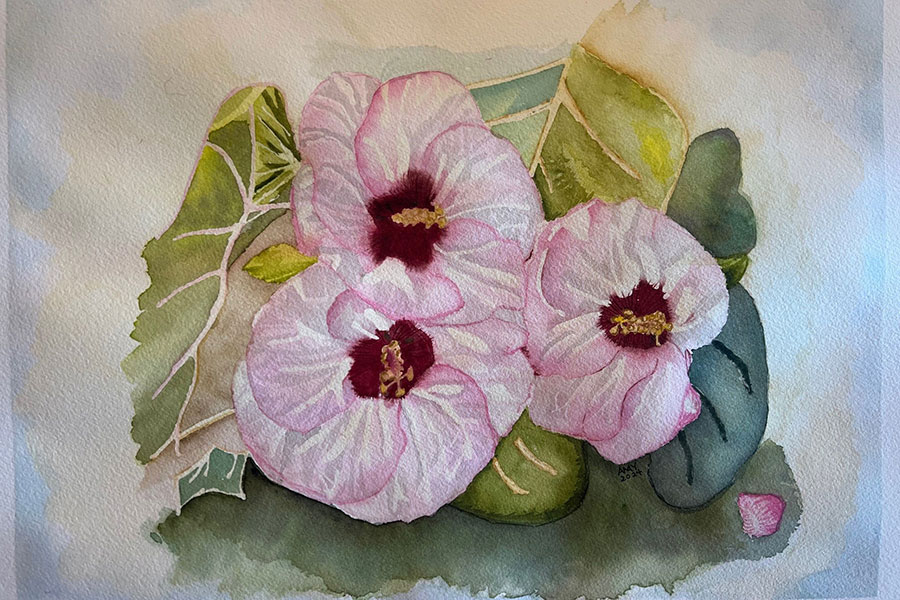 Light pink hibiscus flowers with deep red centers painted in watercolors.