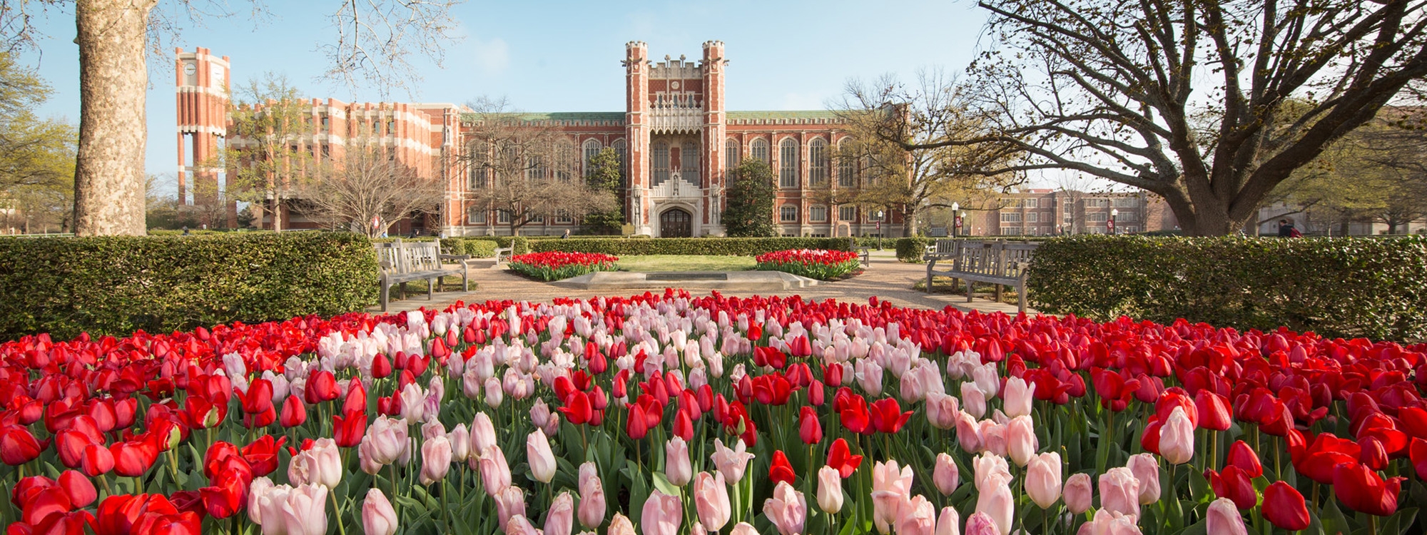 Bizzell Library with a bed of tulips in front. 